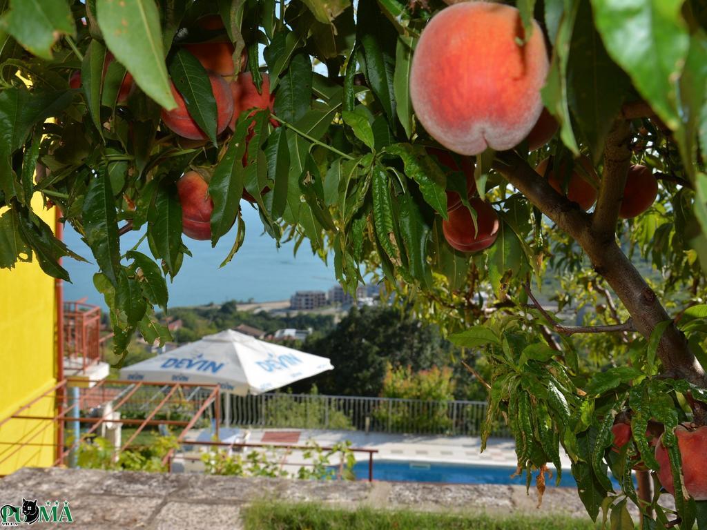 Villa Puma Balcic Cameră foto