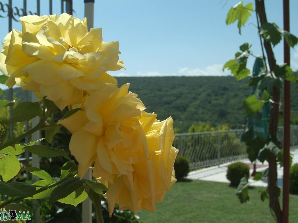 Villa Puma Balcic Cameră foto